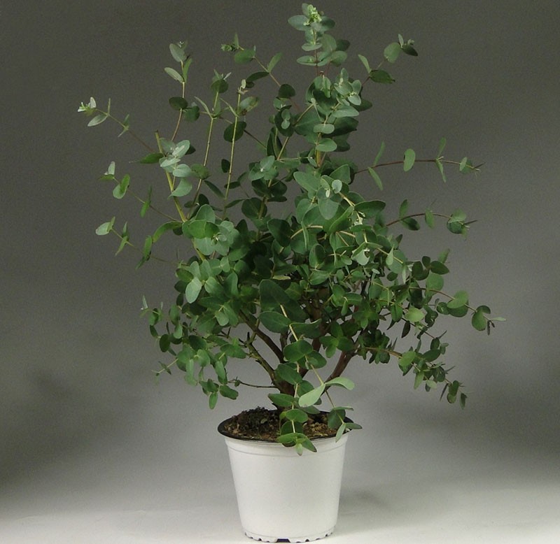 plante d'intérieur eucalyptus gunny