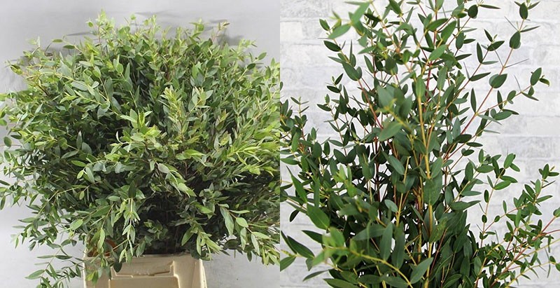 eucalyptus parvifolia
