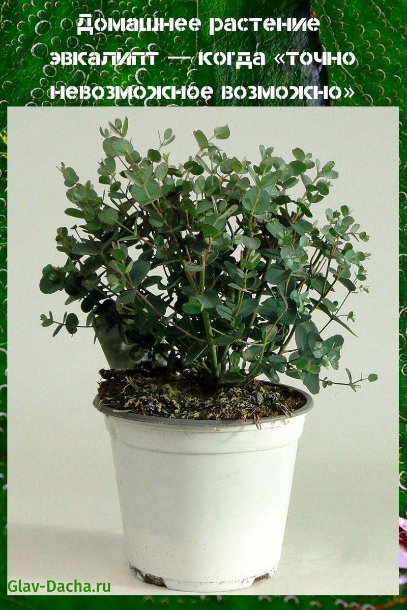 plante d'intérieur eucalyptus