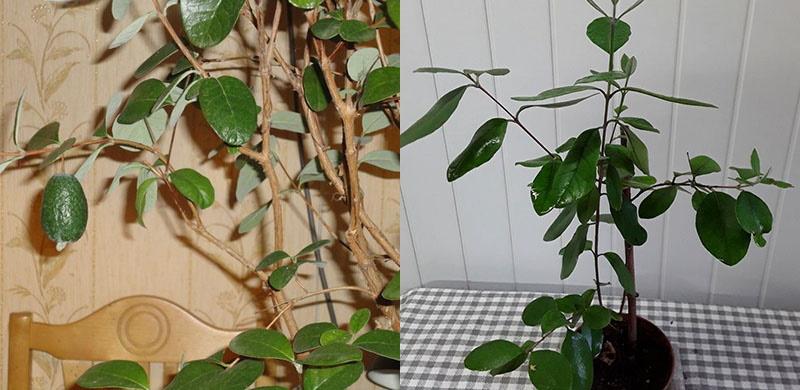 La plante d'intérieur Feijoa porte ses fruits