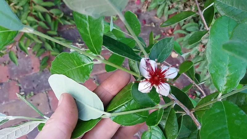 feijoa fleurit à la maison