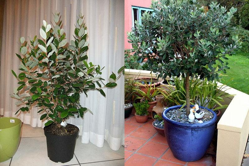 engrais pour feijoa