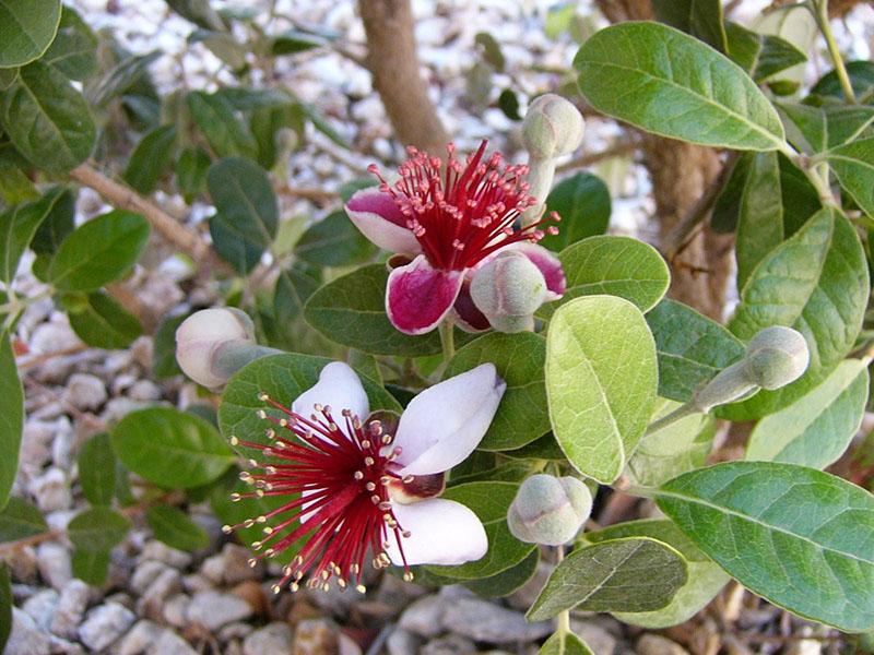 feijoa fleurit