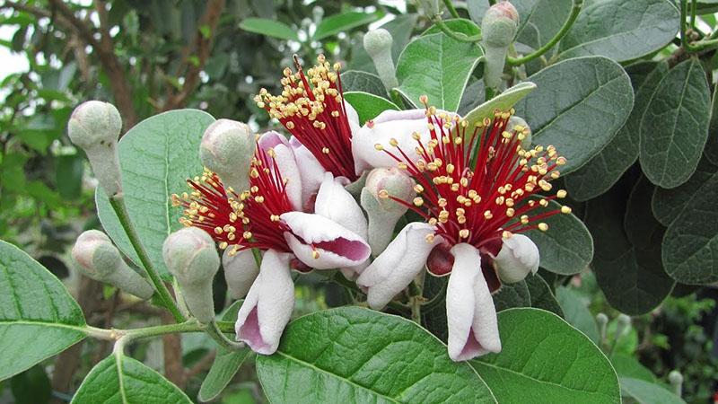 fleurs de feijoa délicates