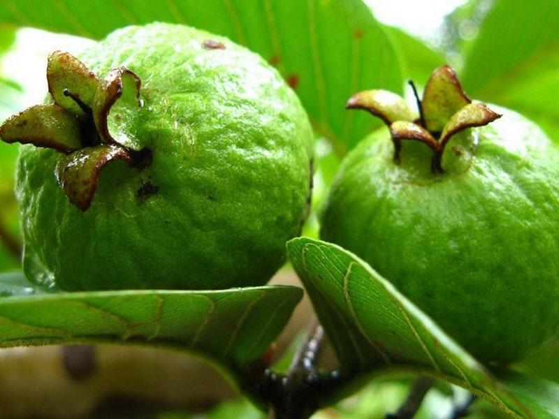 fruit de feijoa