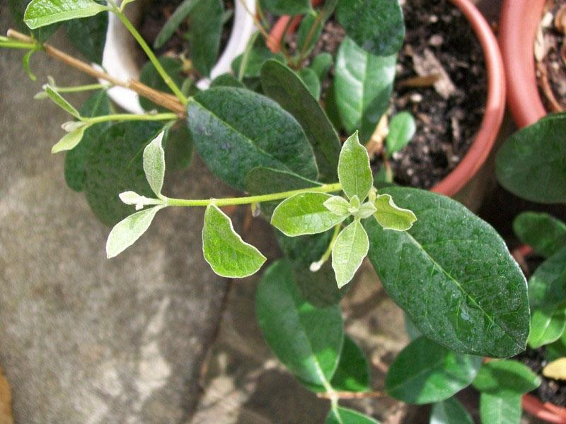 arbrisseau cultivé feijoa