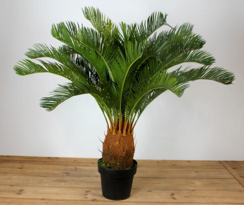 cycas