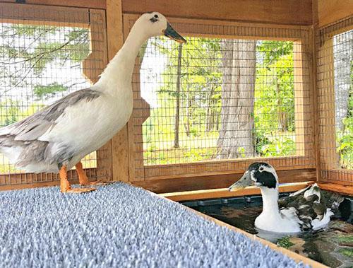 los patos están nadando