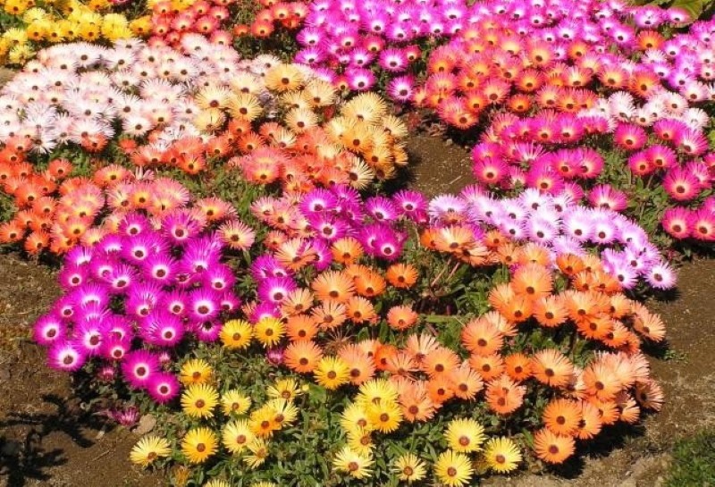 plantation et entretien de dorotheanthus à l'extérieur dans le jardin