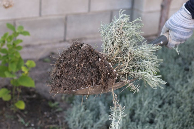 reproduction de santoline en taillant un buisson