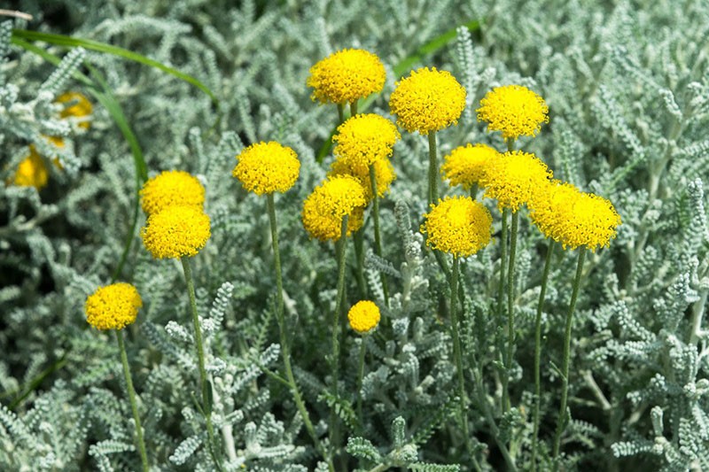 fragante flor de santolina