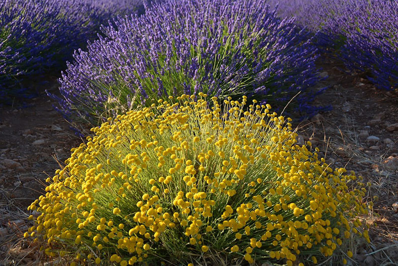 santolina y lavanda