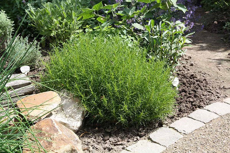 arbuste à couronne volumineuse