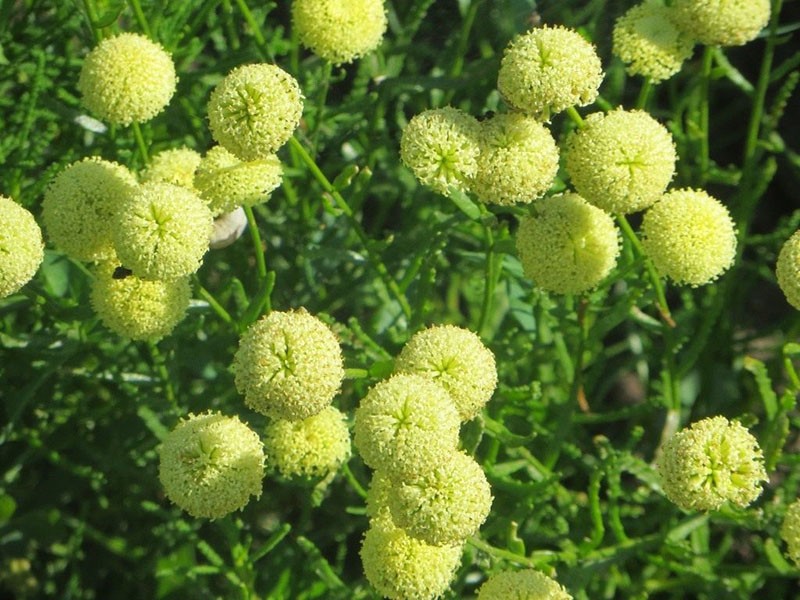 lavanda de algodón