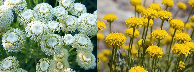 couleur différente des fleurs de santoline