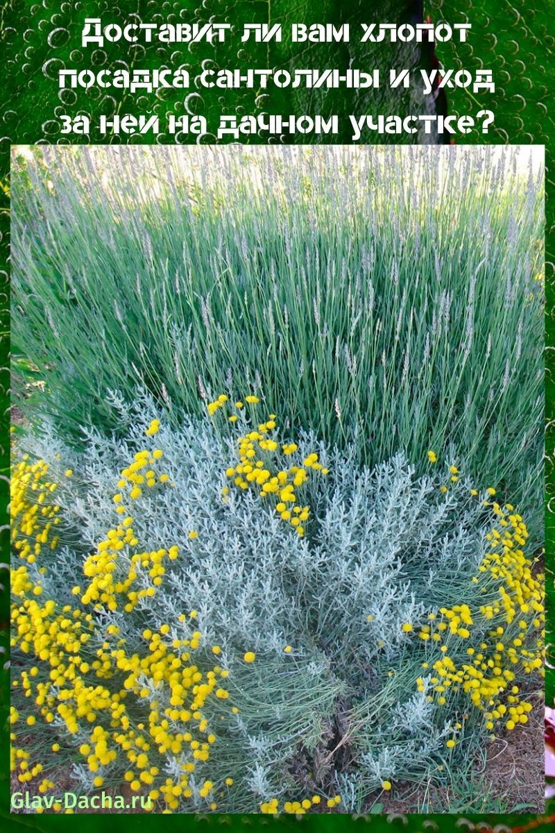 plantación y cuidado de santolina