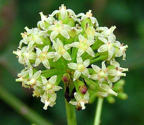 Eleutherococcus fleurit en été