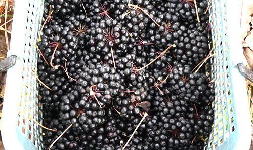 Les baies d'éleuthérocoque sont utilisées en cuisine
