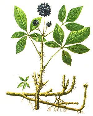 La propagation du buisson se fait par bouturage, branches ou graines