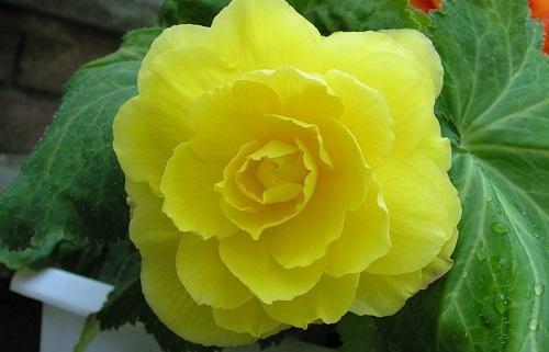 begonia completa