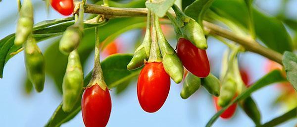 las frutas de goji maduran