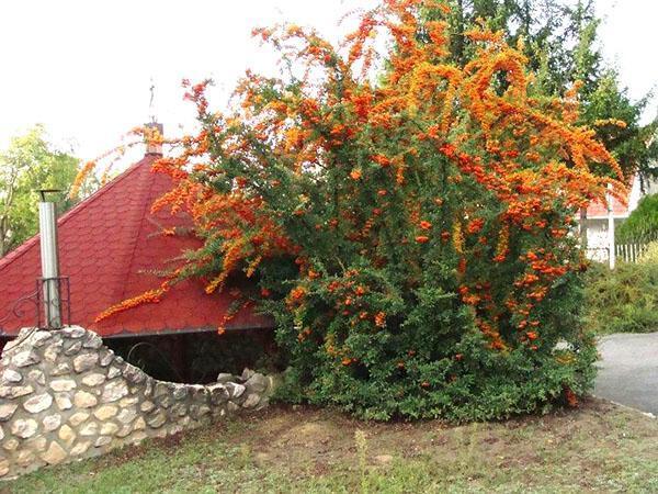 lugar bien elegido para goji