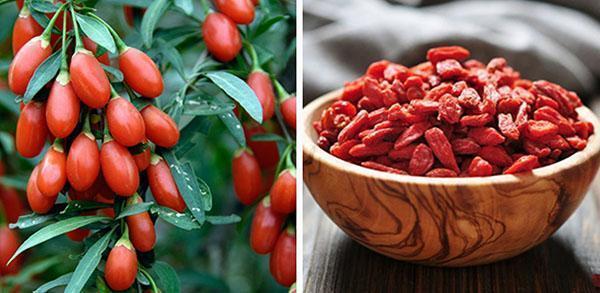 baies de goji fraîches et séchées