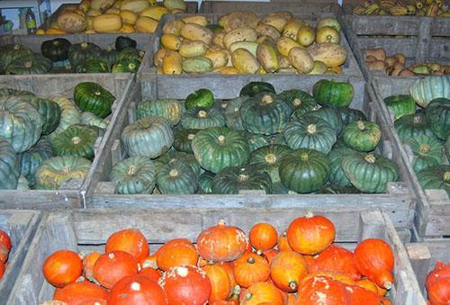 Conserver différentes variétés de citrouille