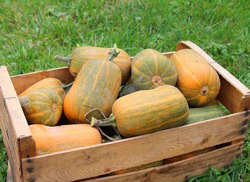 Une citrouille avec des boutures de plus de 6 cm est posée pour le stockage