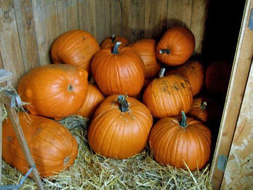La calabaza se almacena en un lugar seco y ventilado.