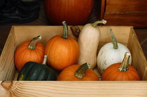 Almacenar calabaza en un apartamento