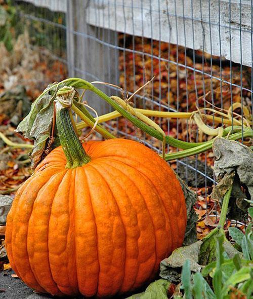 Calabaza cultivada en la cama del jardín.