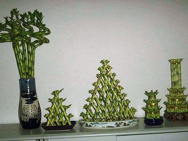 Des compositions étonnantes de Dracaena Sander