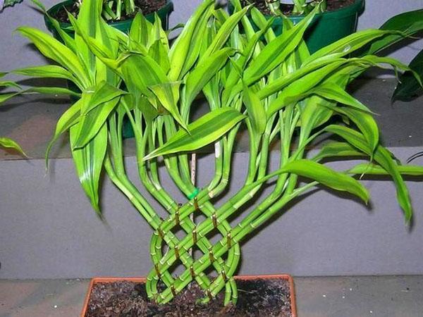 Dracaena Sander puede crecer no solo en el suelo, sino también en el agua.