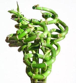 Dracaena Sandera n'a pas besoin de pulvérisation