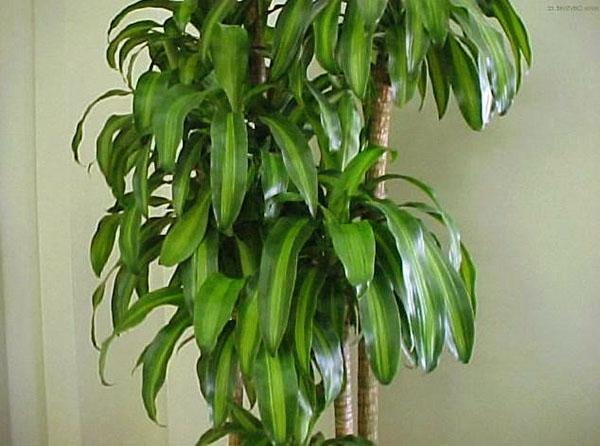 Dracaena à feuilles Sander à l'intérieur