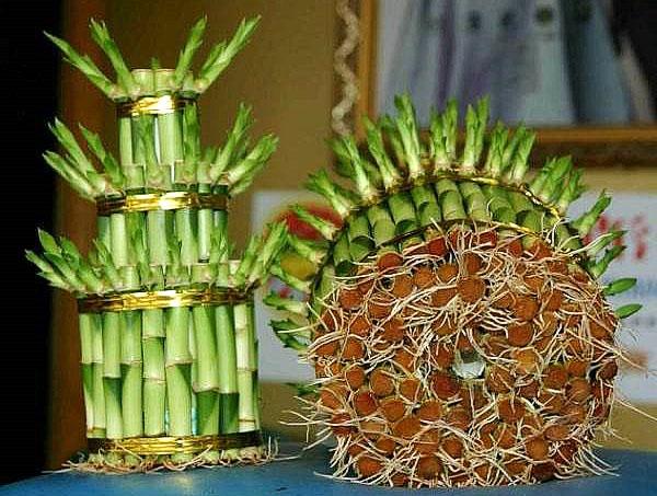 Ponceuse de tige de dracaena d'enracinement dans une assiette plate