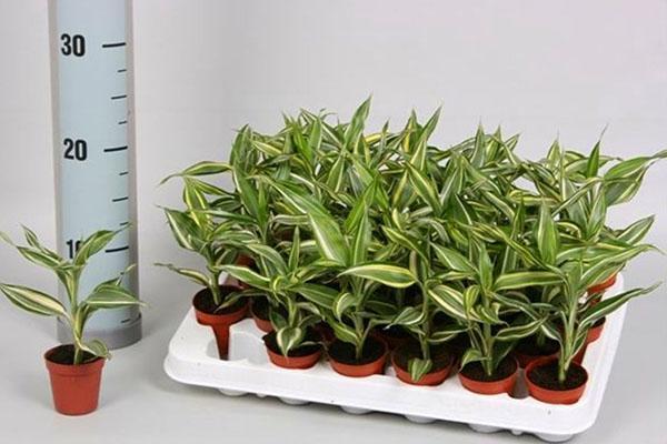 Reproduction de Dracaena Sander par pousses