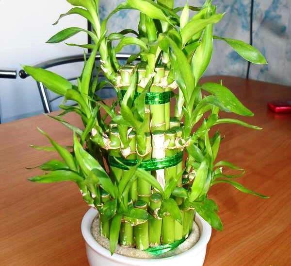 El bambú de la felicidad - dracaena Sandera