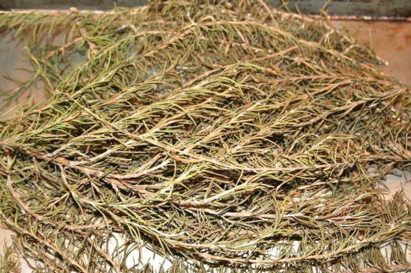 brindilles de romarin pour un balai