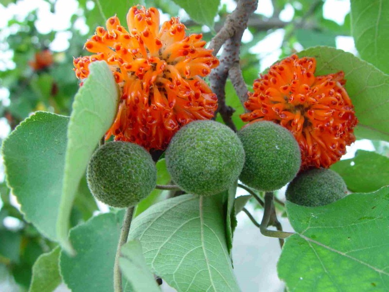 flores de árbol de papel femenino