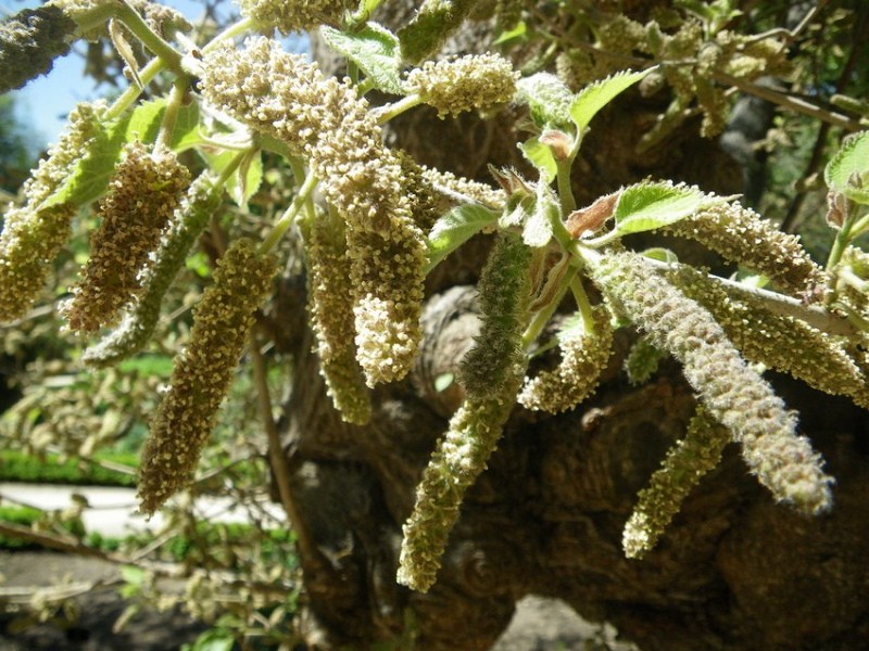 flores de árbol de papel masculino