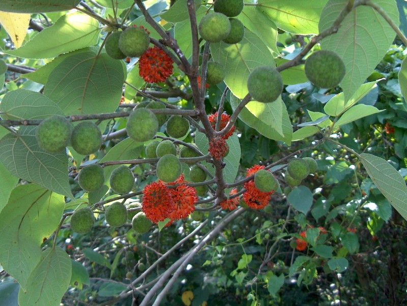 árbol de papel de brussonetia