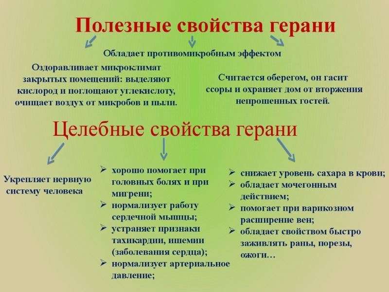 propriétés utiles du géranium parfumé