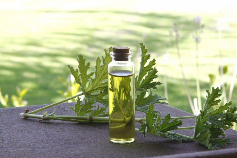Propriétés médicinales et contre-indications du géranium parfumé