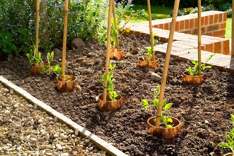 plantar guisantes en campo abierto.