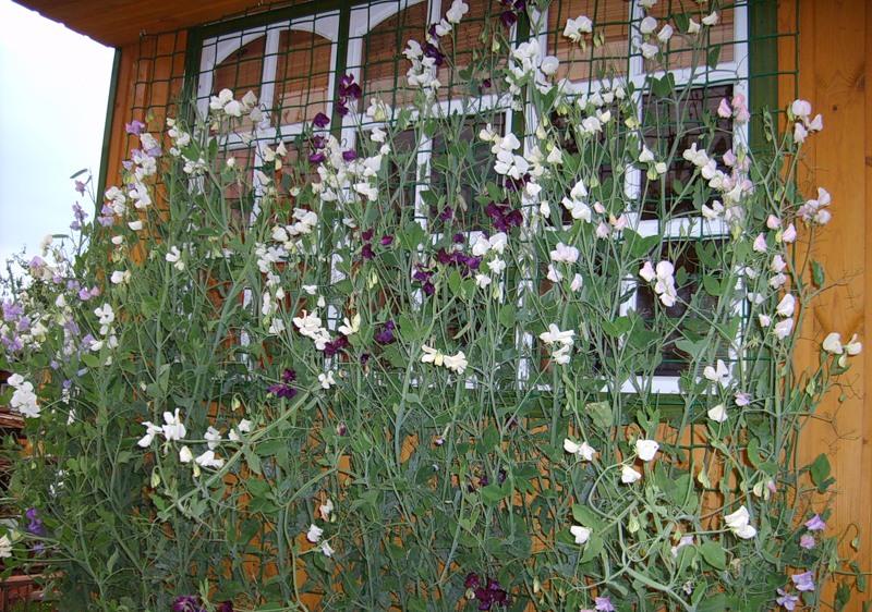 où planter un rang parfumé