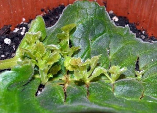 propagación de la hoja de gloxinia