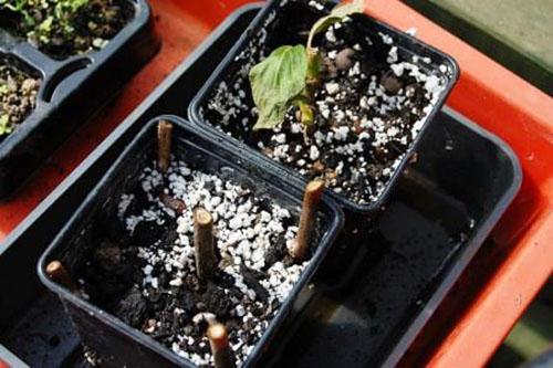 propagación de actinidia por esquejes