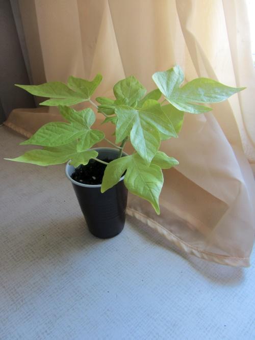 Ipomoea semis de patate douce